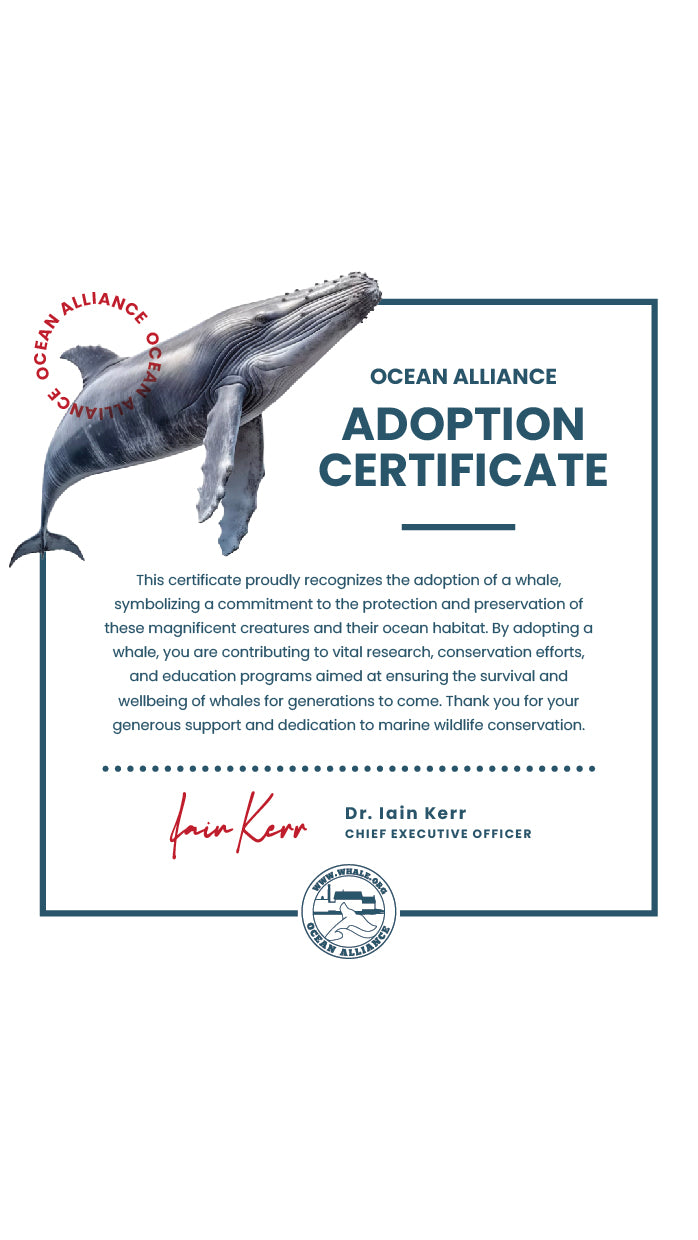 Adopt a Whale